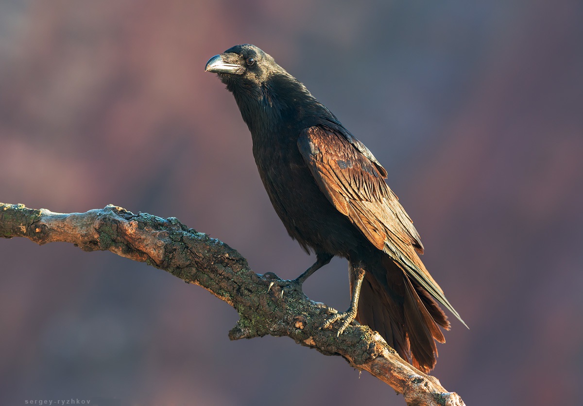 Young raven on a branch