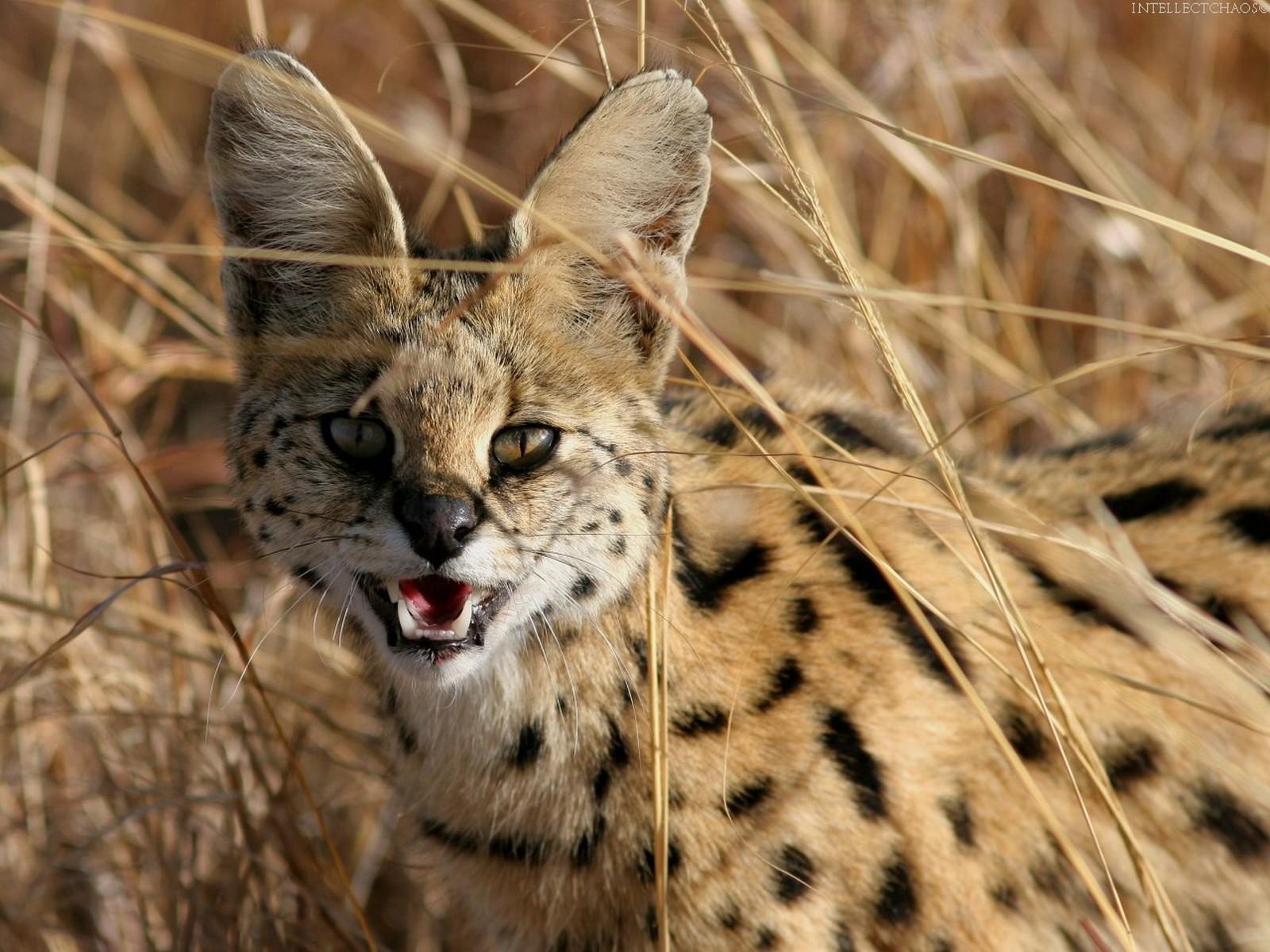 Serval in the grass