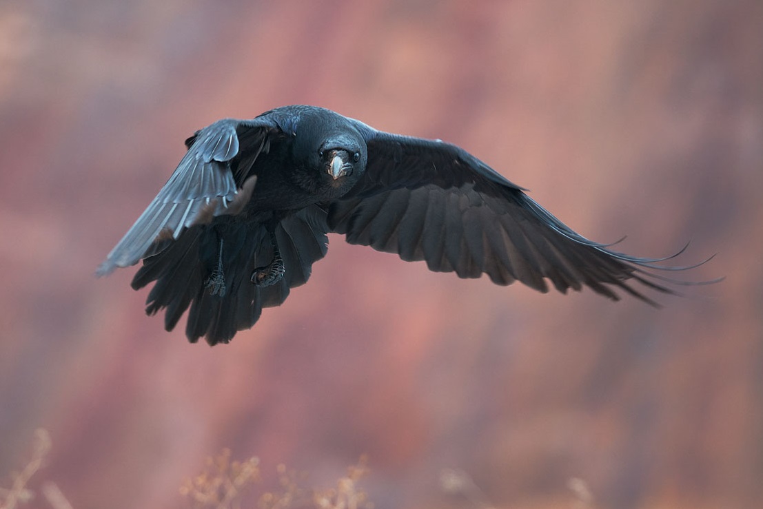 Beautiful photo of a crow in flight