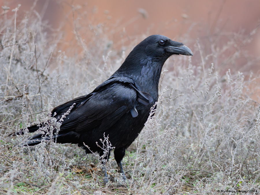 Raven in the grass