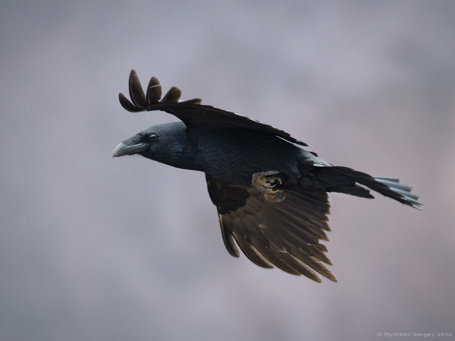Black raven in the sky