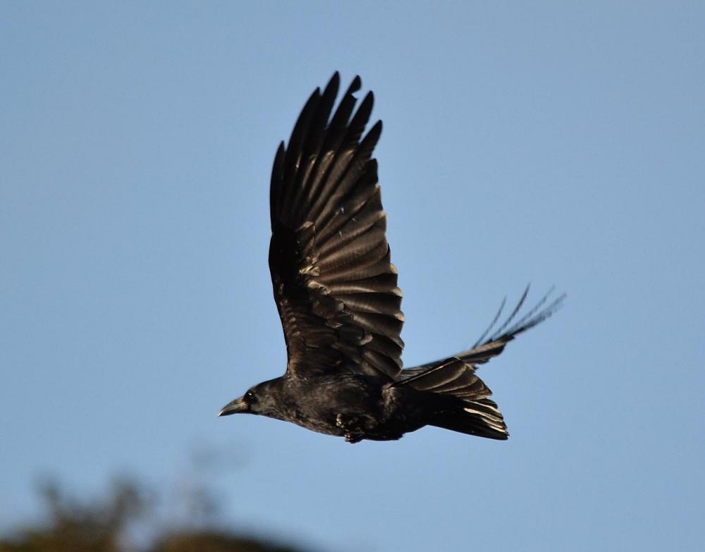 Raven en vol