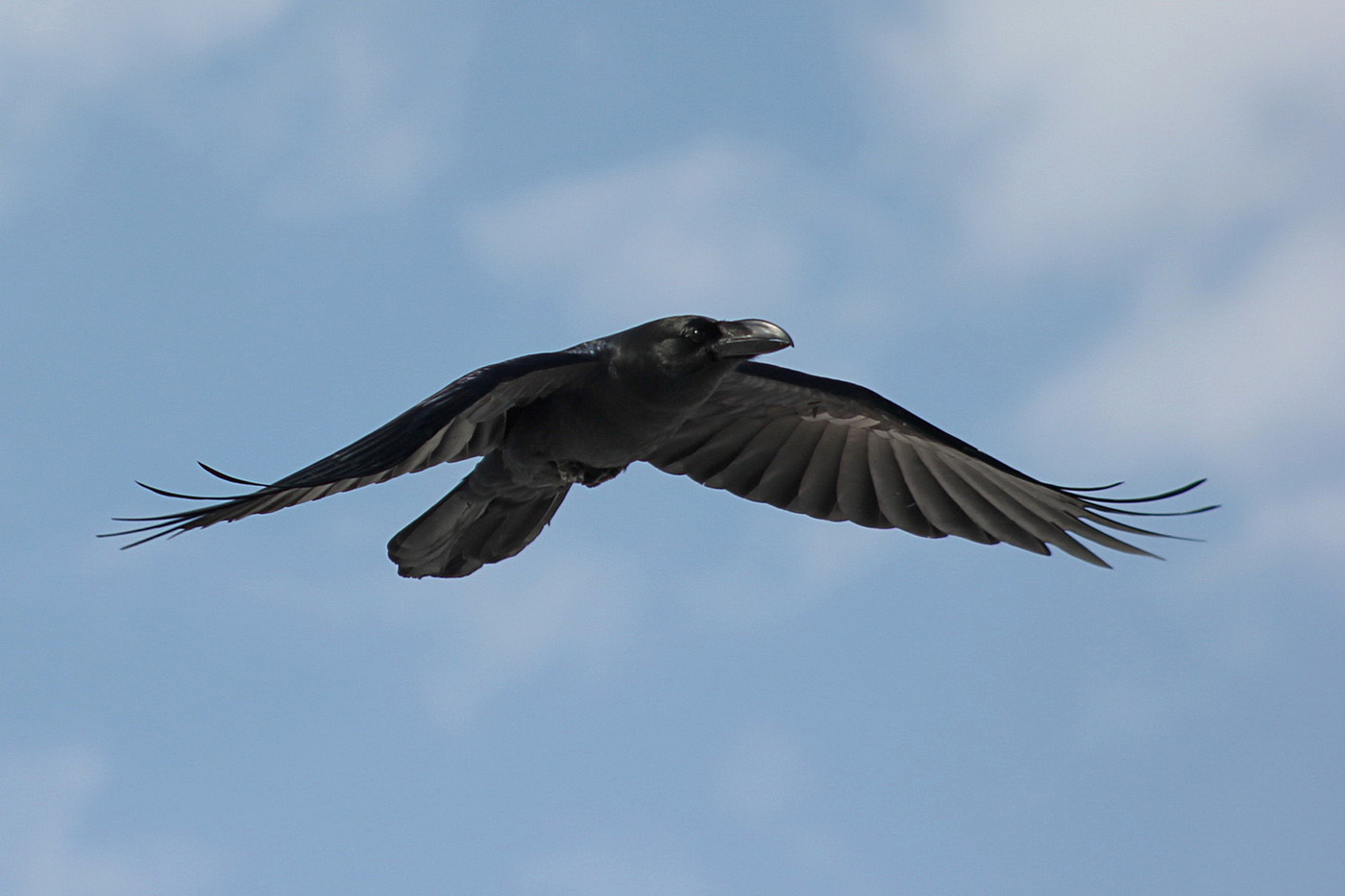 Raven repülés közben
