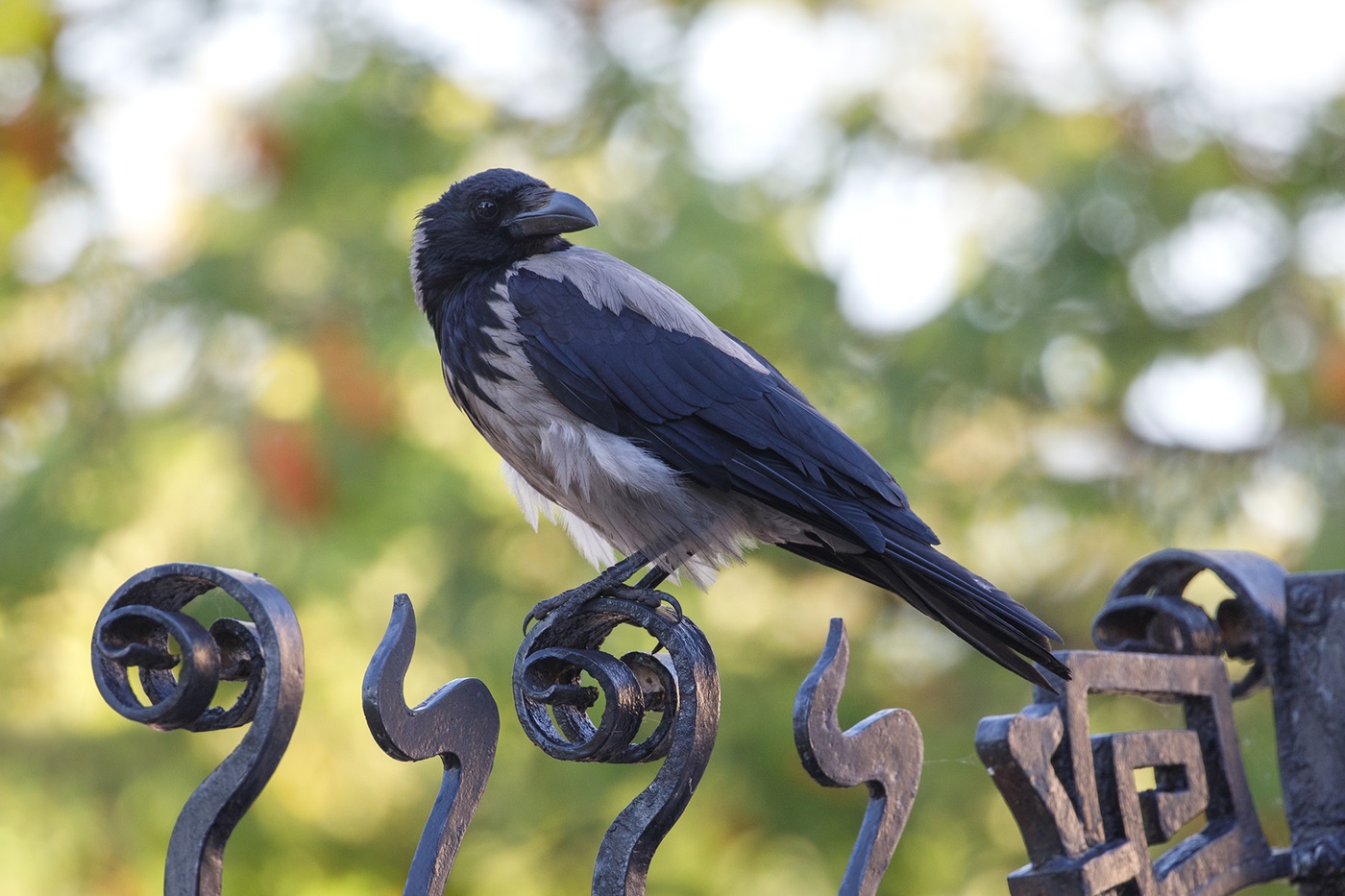 Hooded crow on the fence of an old mansion