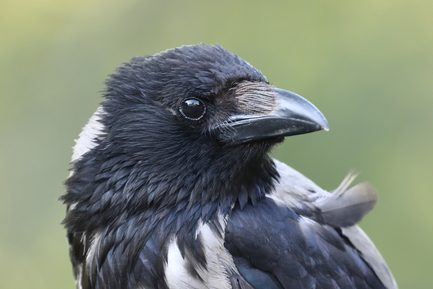 Head of gray crow