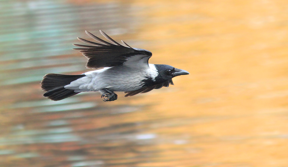 Hooded crow in flight