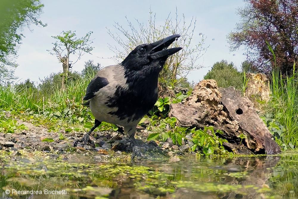 Hooded crow: front view