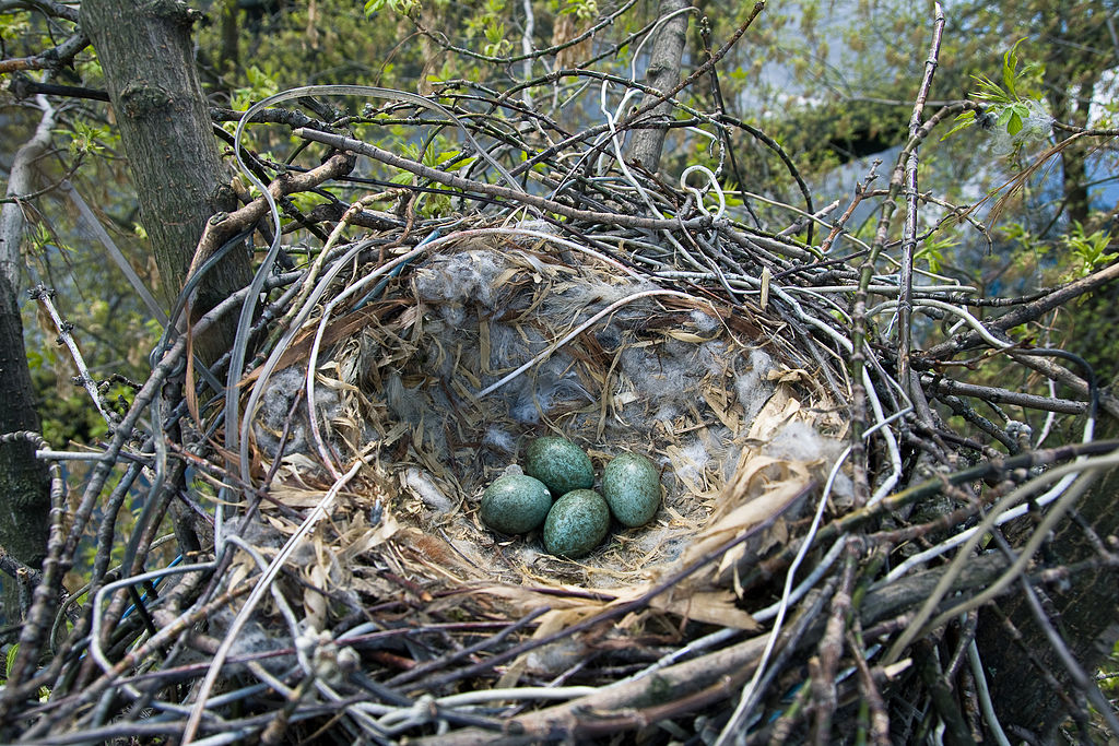 Ninho de corvo cinzento com ovos
