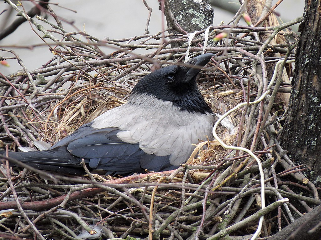 Hooded crow on the nest