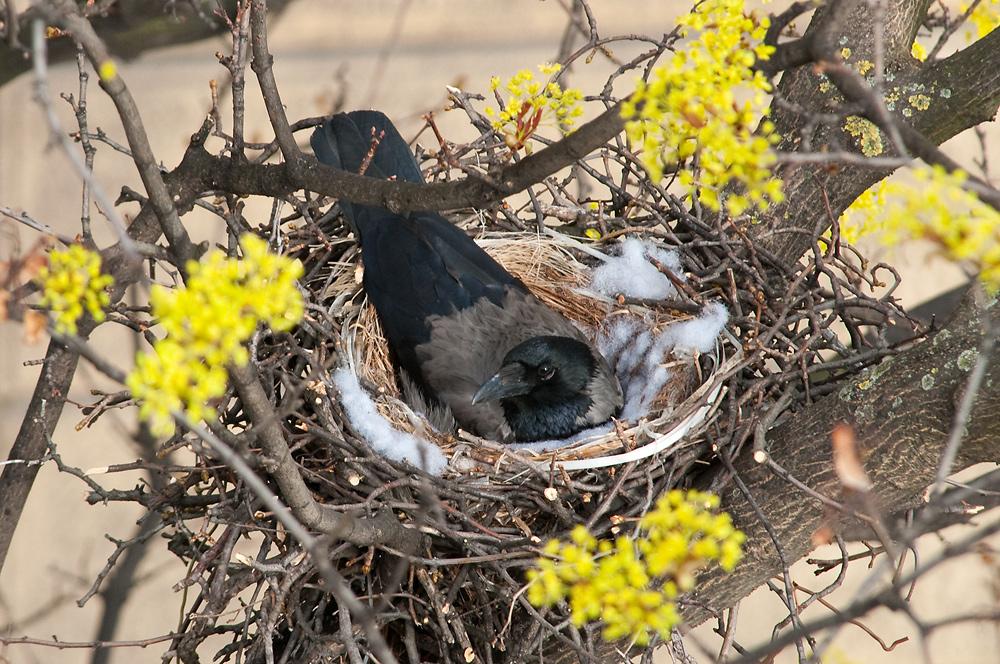 Hooded crow on the nest