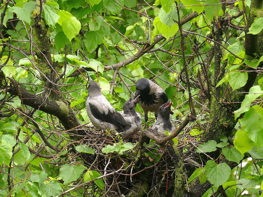 Crow feeding grown chicks