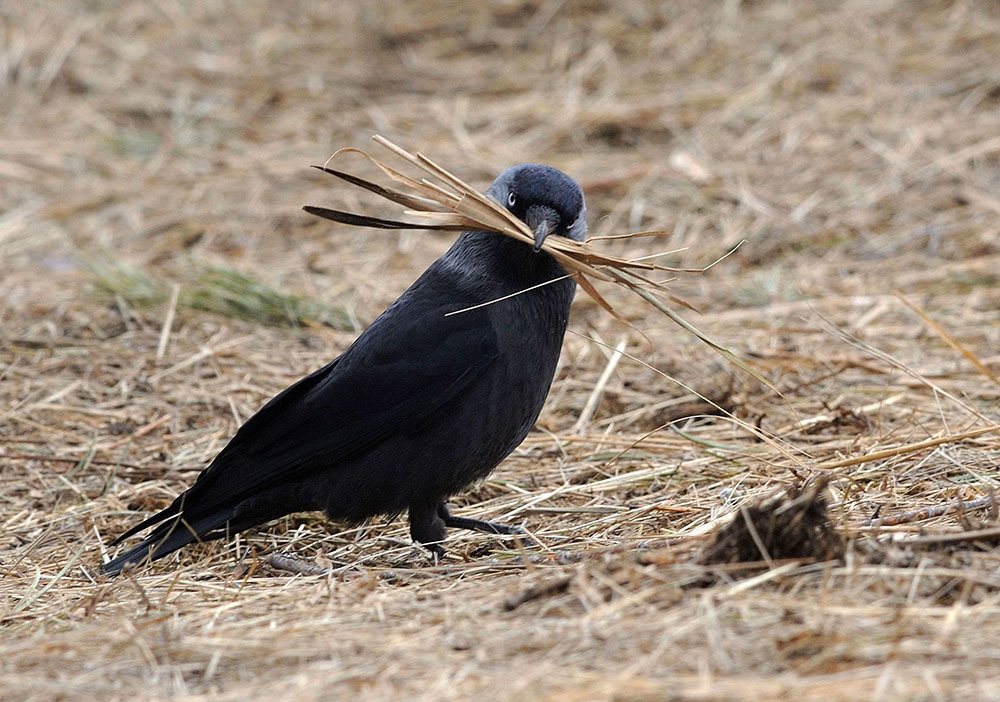 Jackdaw collects straws for nest repair