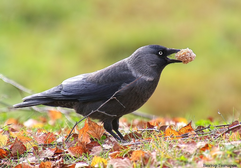 Jackdaw with a slice of bread