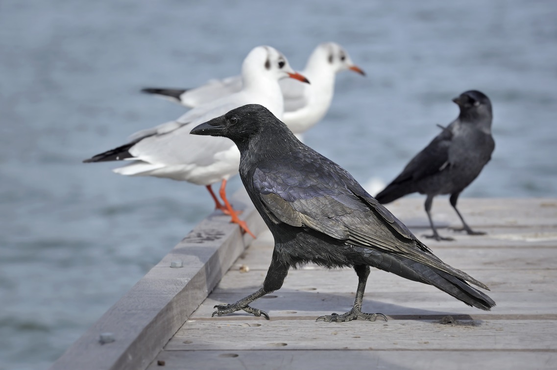 Three species of birds in one frame: black crow (Corvus corone), daw (Co...