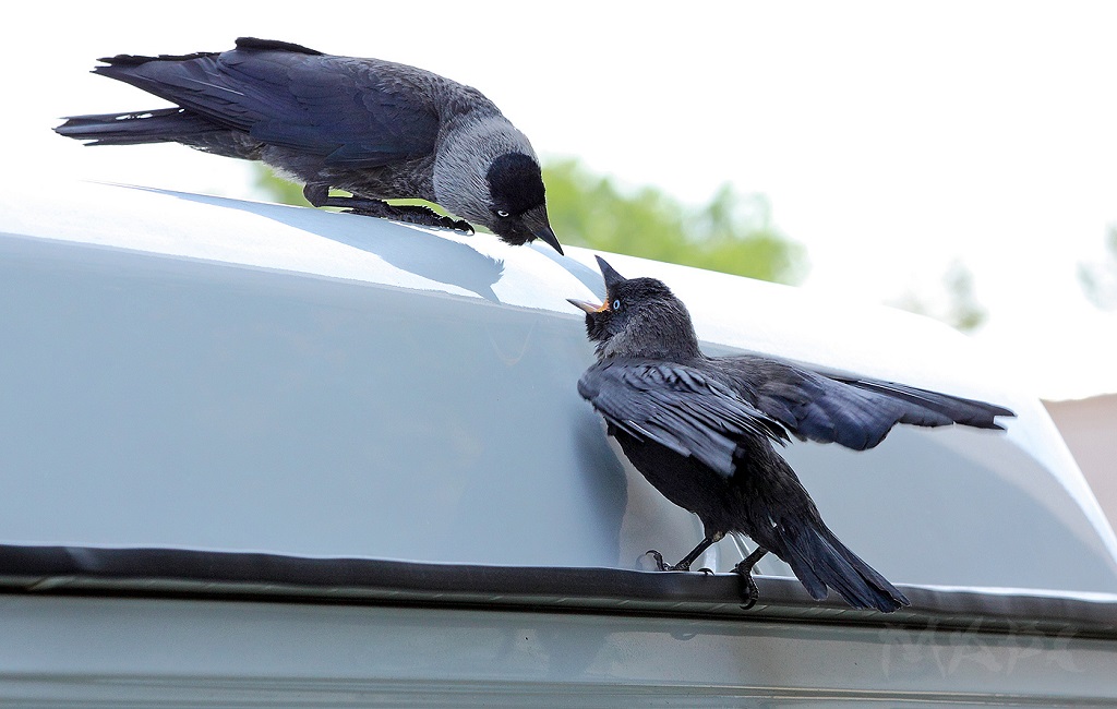 Jackdaw feeds grown chick