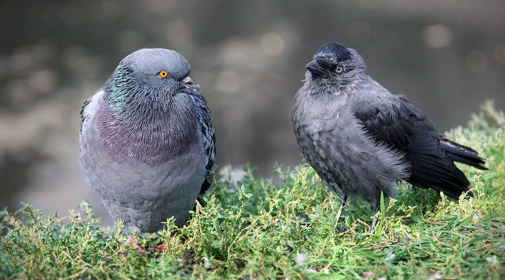 Jackdaw and Dove: a joint photo