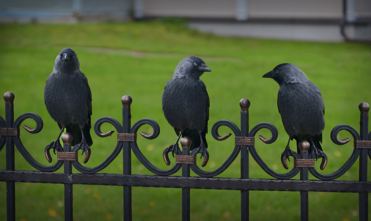 Jackdaws on the fence