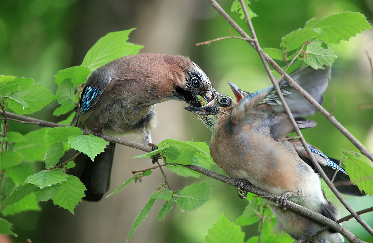 Jay feeds the chick