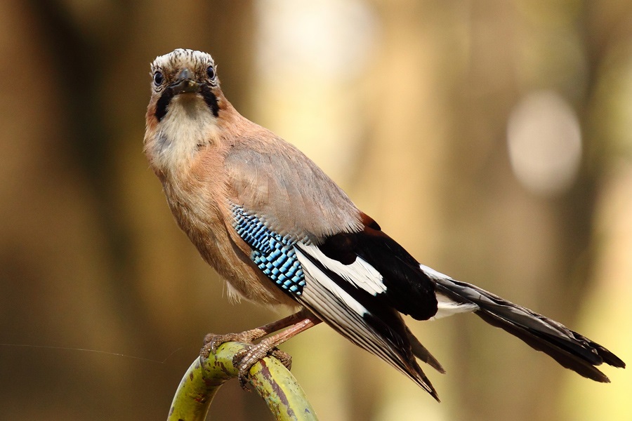 Jay in the forest