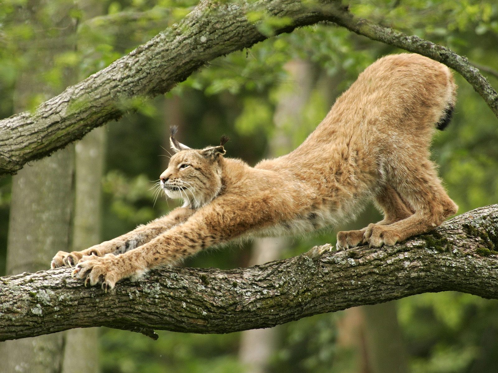 Lynx på et tre
