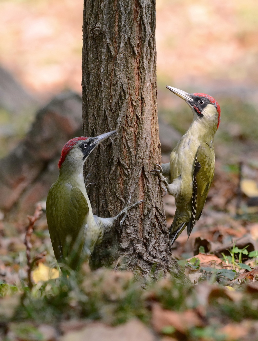 Green woodpeckers on a tree trunk, female on the left ("mustache&qu...