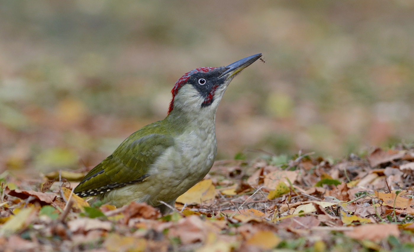 Green woodpecker with an ant in its beak