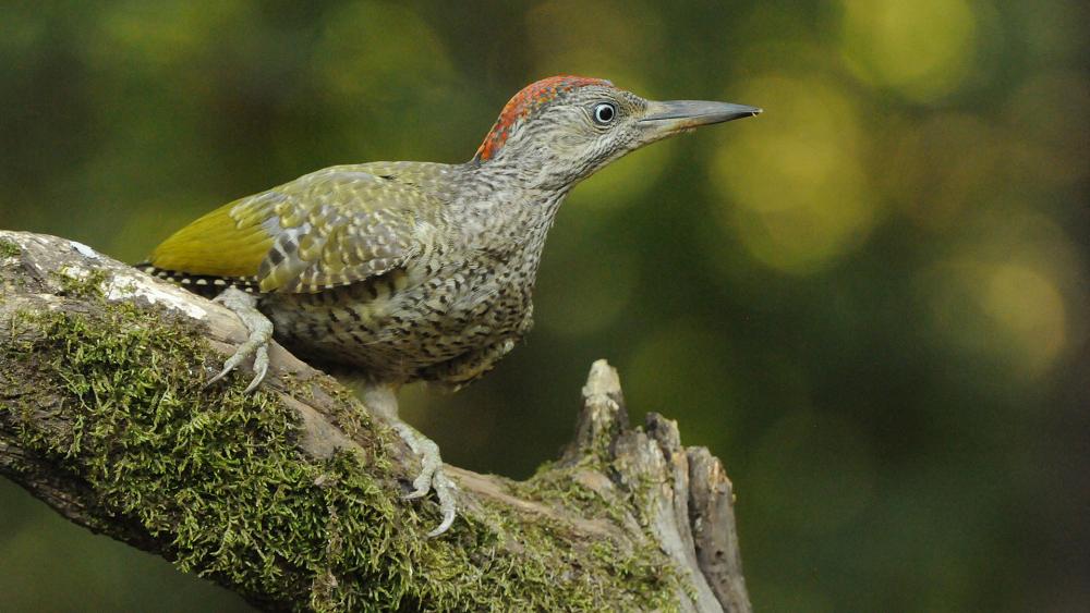 Young green woodpecker with dark spots on the neck and chest