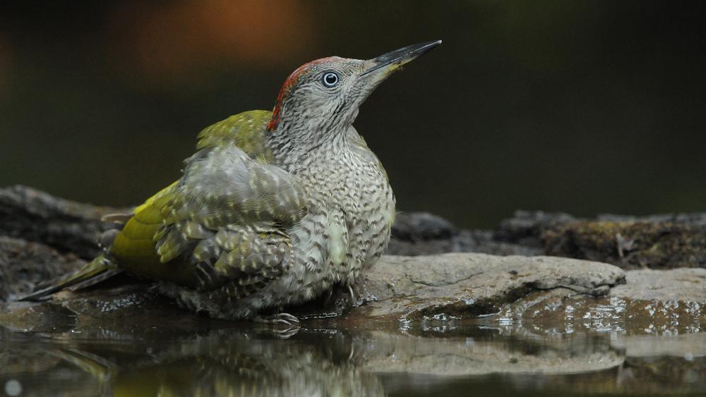 Young green woodpecker fluffed near the water