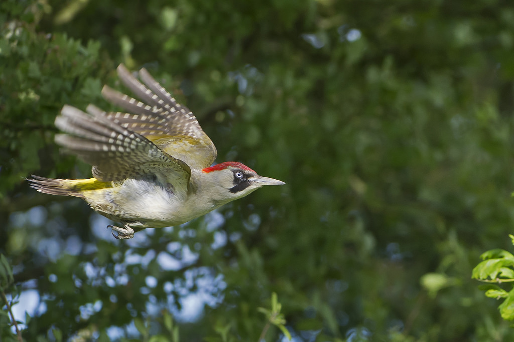 Female green woodpecker in flight