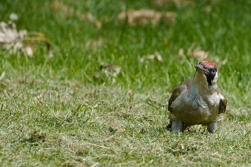 Woodpecker aħdar fuq l-art, quddiem