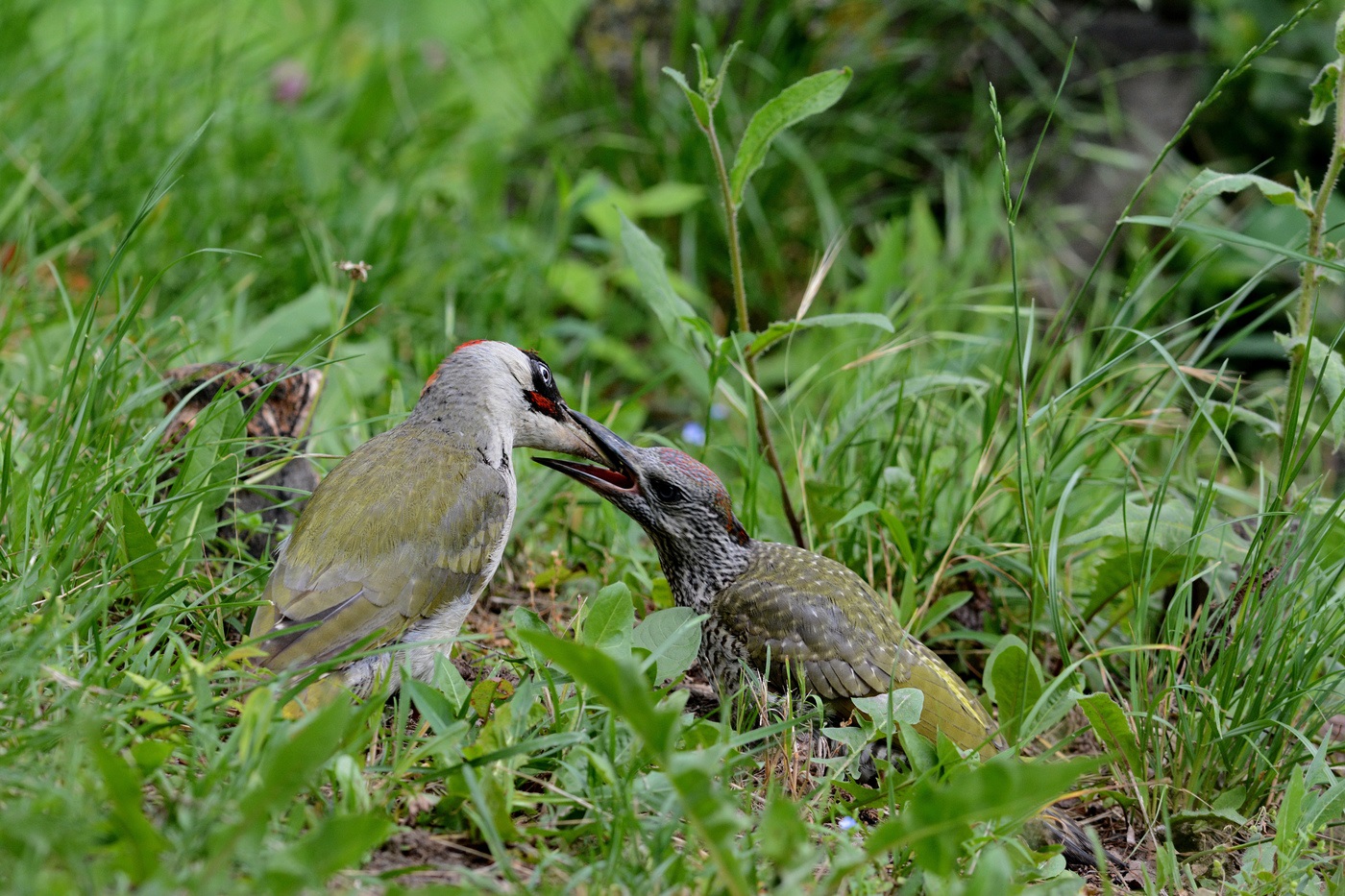 The green woodpecker fled from the nest, but still needs the support of parents