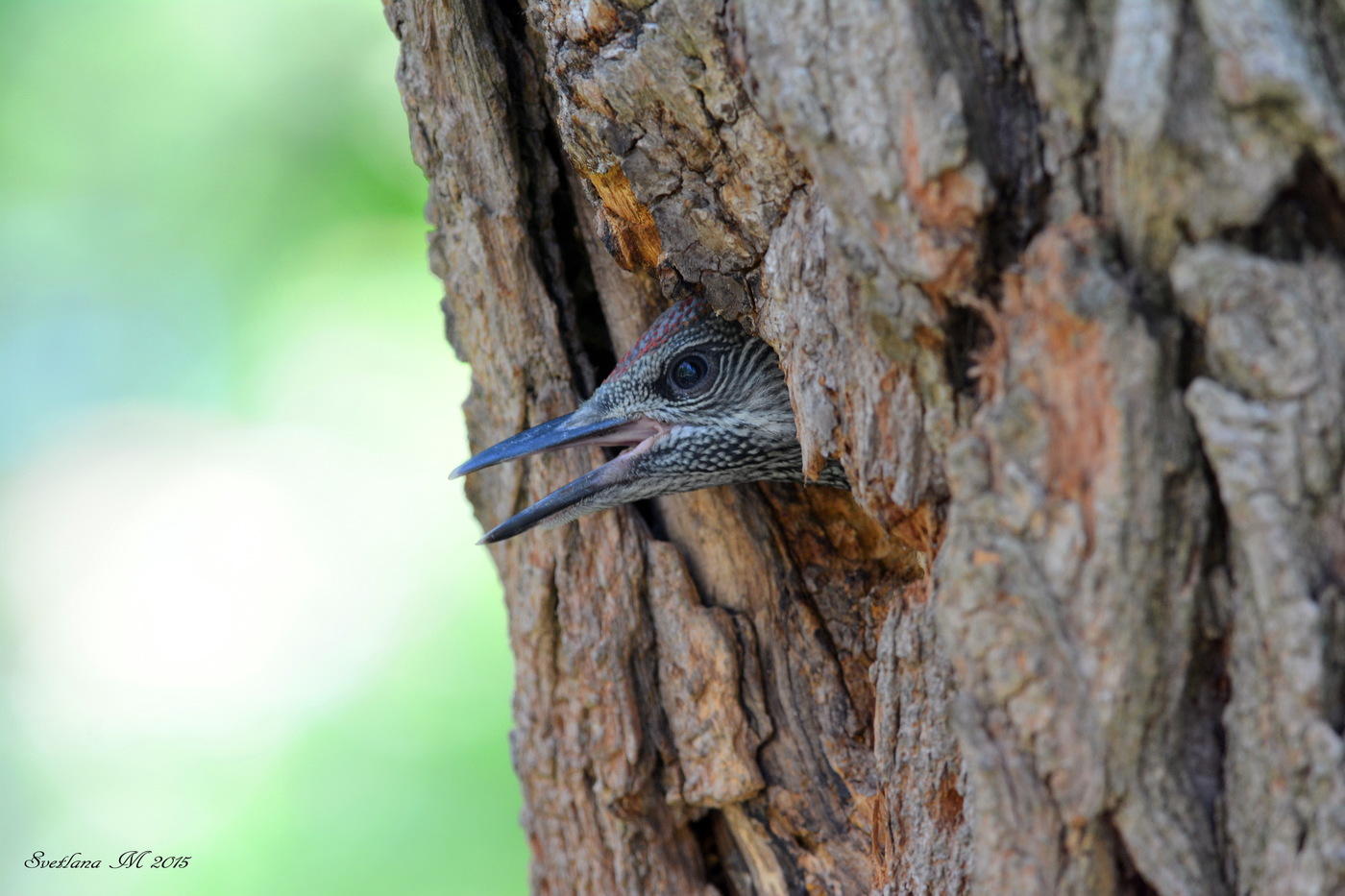 A green woodpecker chick in a hollow