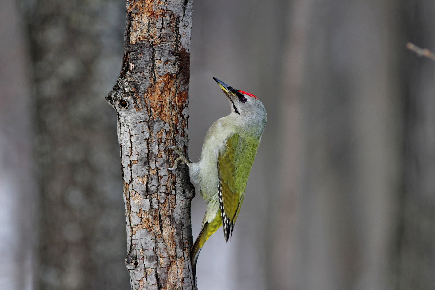 Gray-haired woodpecker male photographed in Vinnovskaya grove (Ulyanovsk)