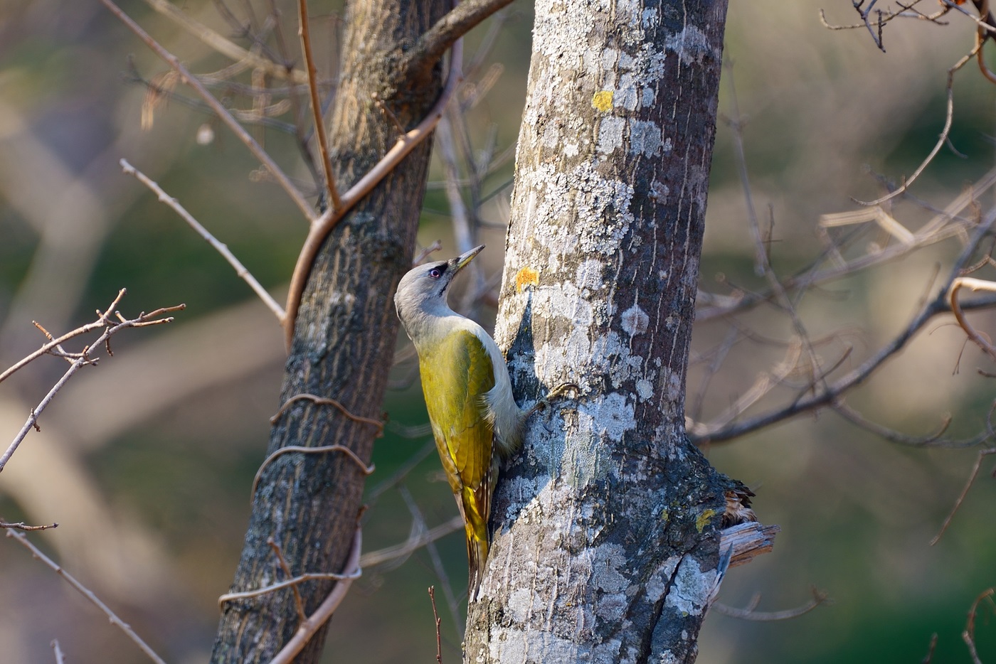 Gray-headed woodpecker searching for food