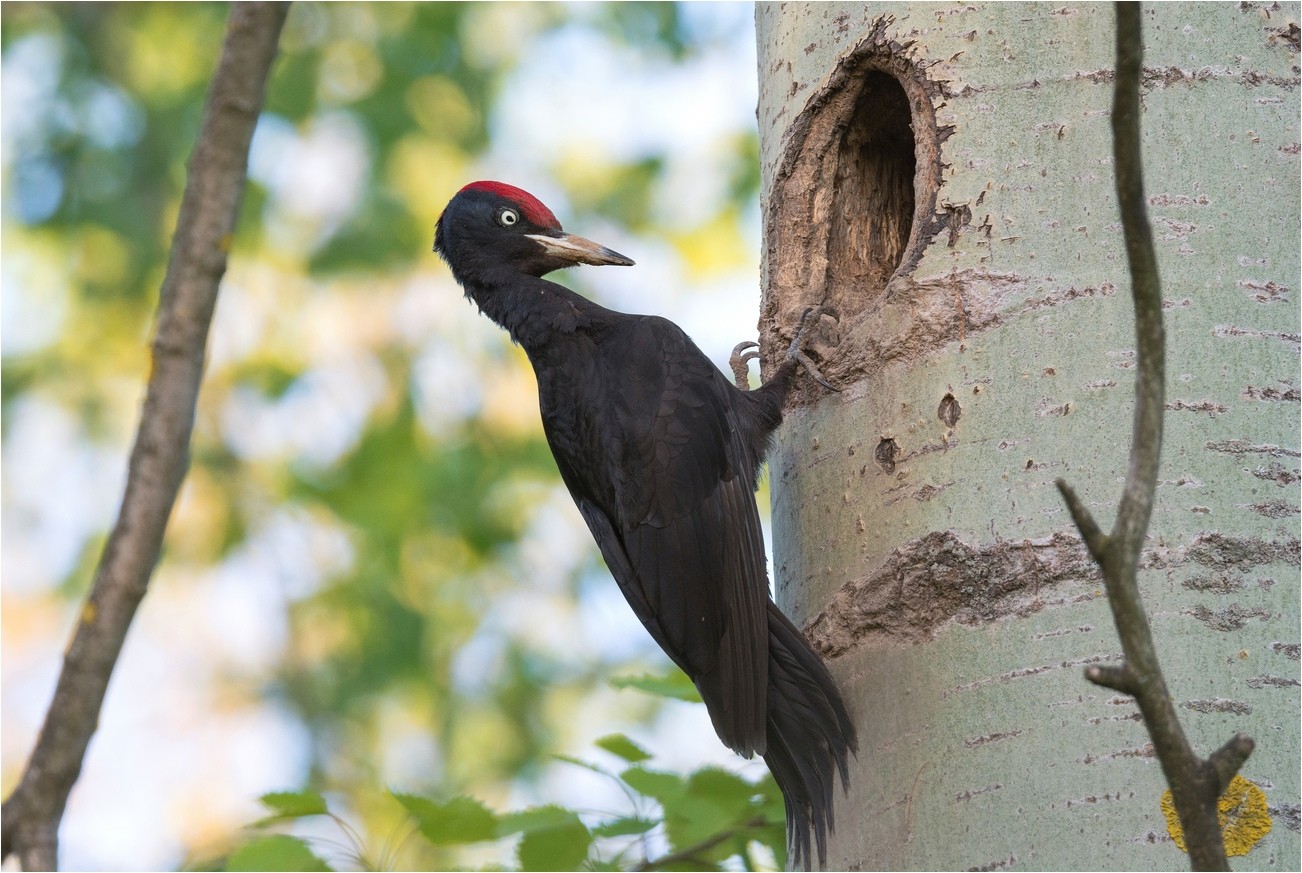 Yellow or black woodpecker, male