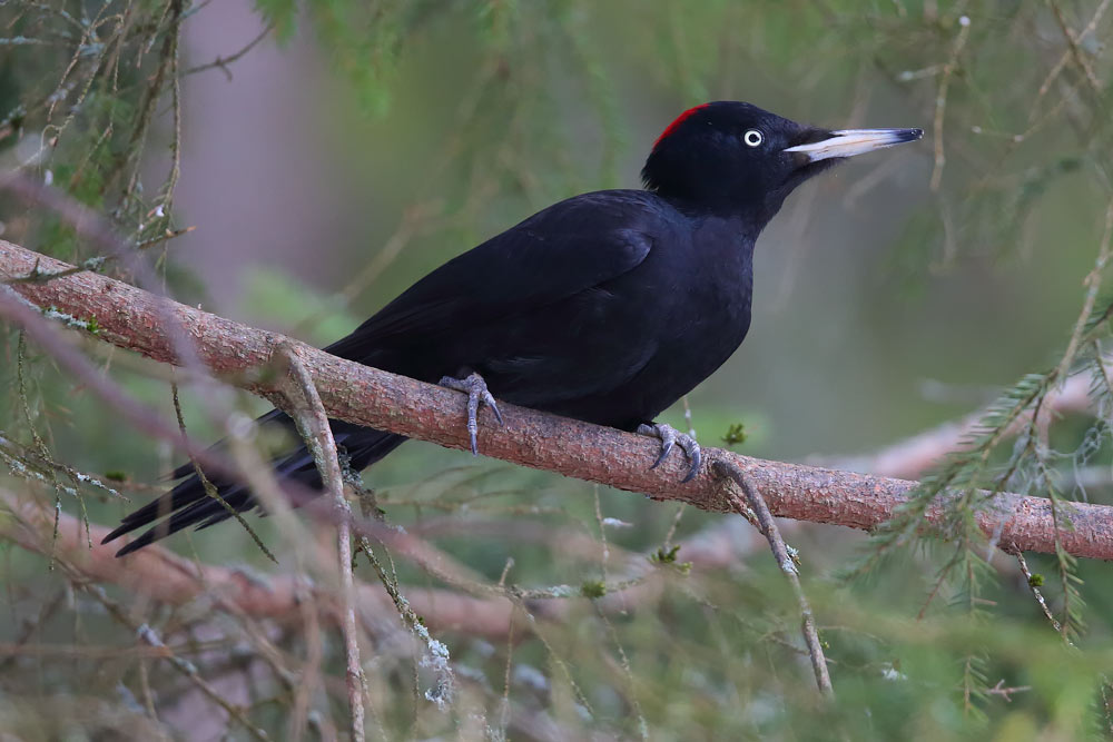 Black Woodpecker or desirable