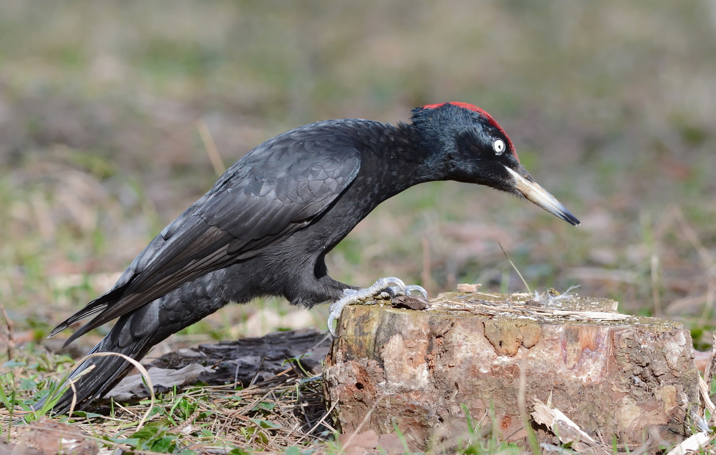 Male black woodpecker on a stump