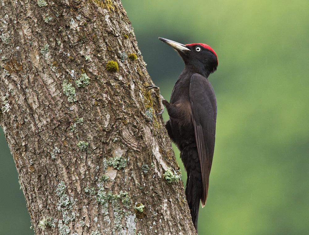 Male black woodpecker