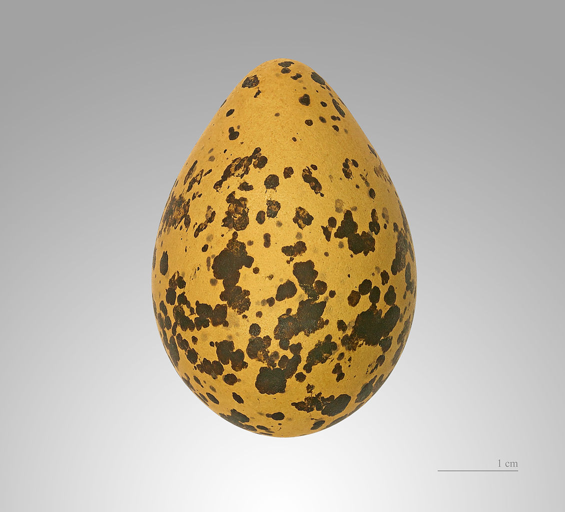 Etilt Egg