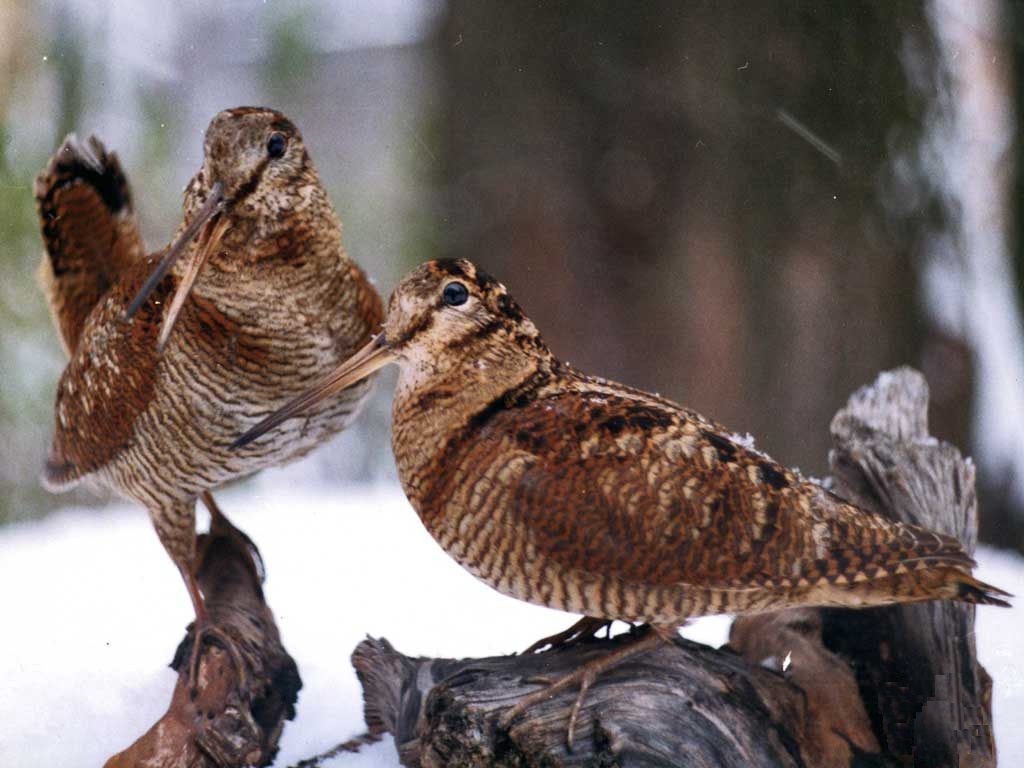 Pair of woodcocks