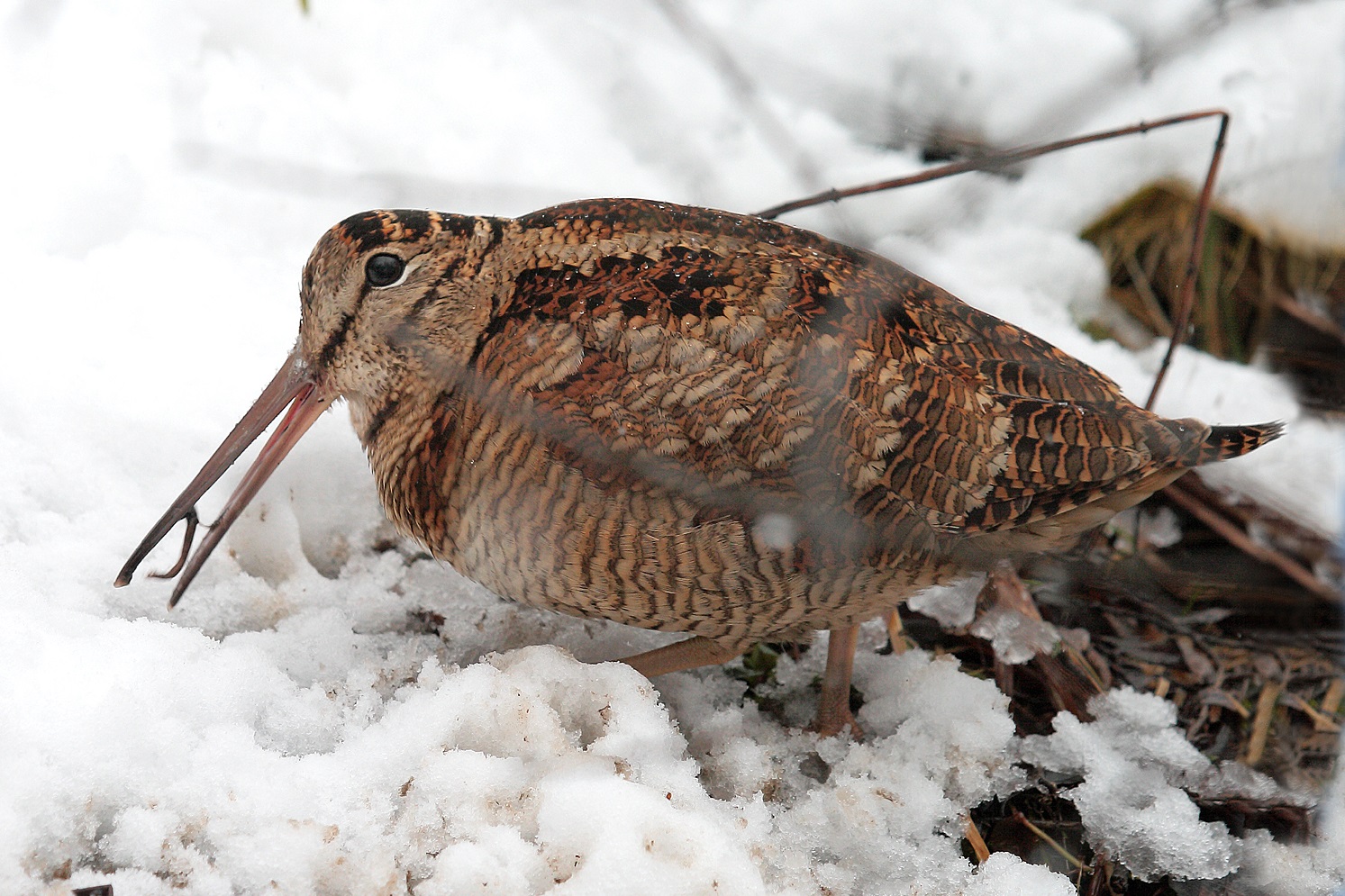 Woodcock in the snow