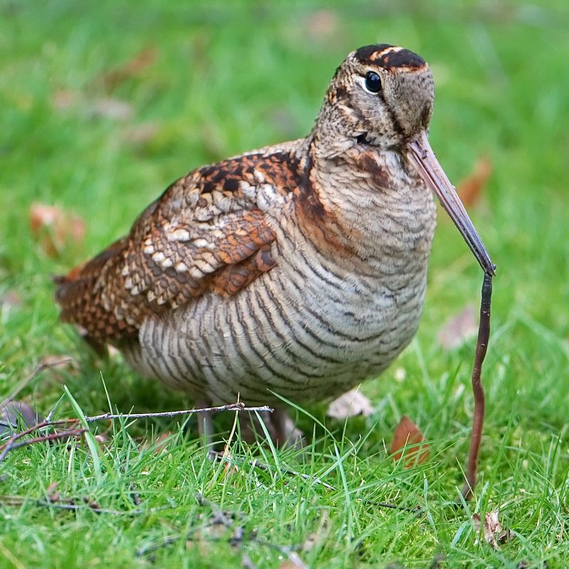 Woodcock with a worm