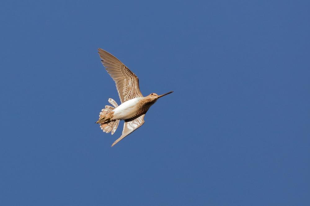 Snipe: flying high in the sky