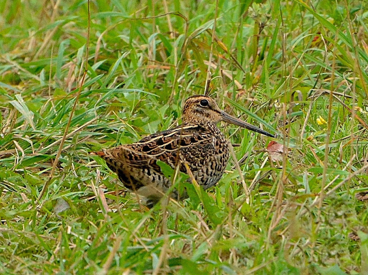 Snipe in the grass