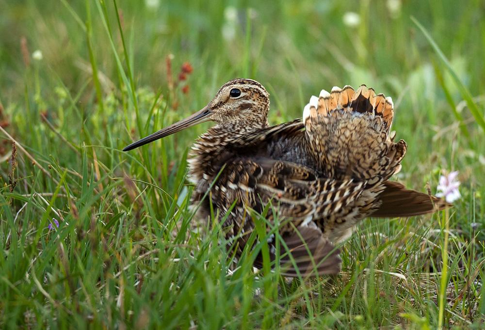 Snipe with a flowing tail