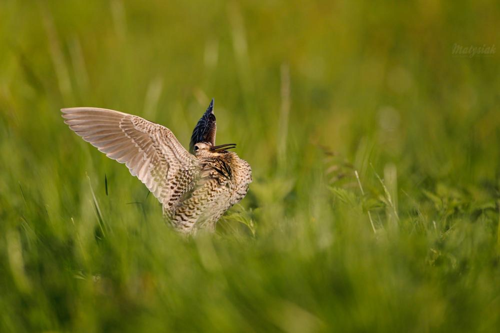 A snipe trickles in the grass