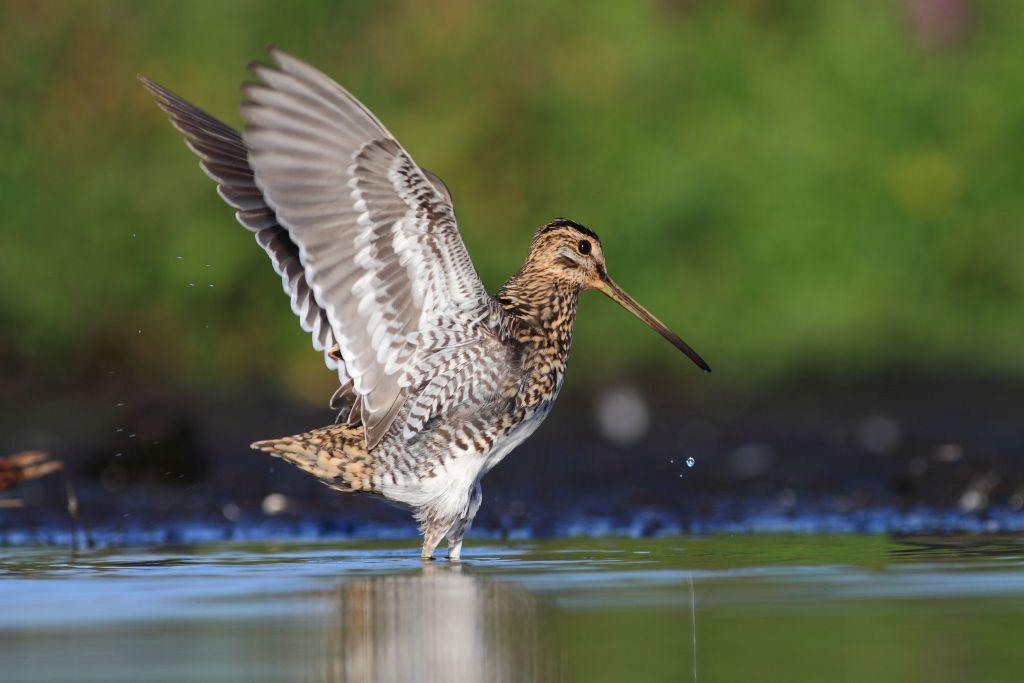 Snipe in the water in search of food