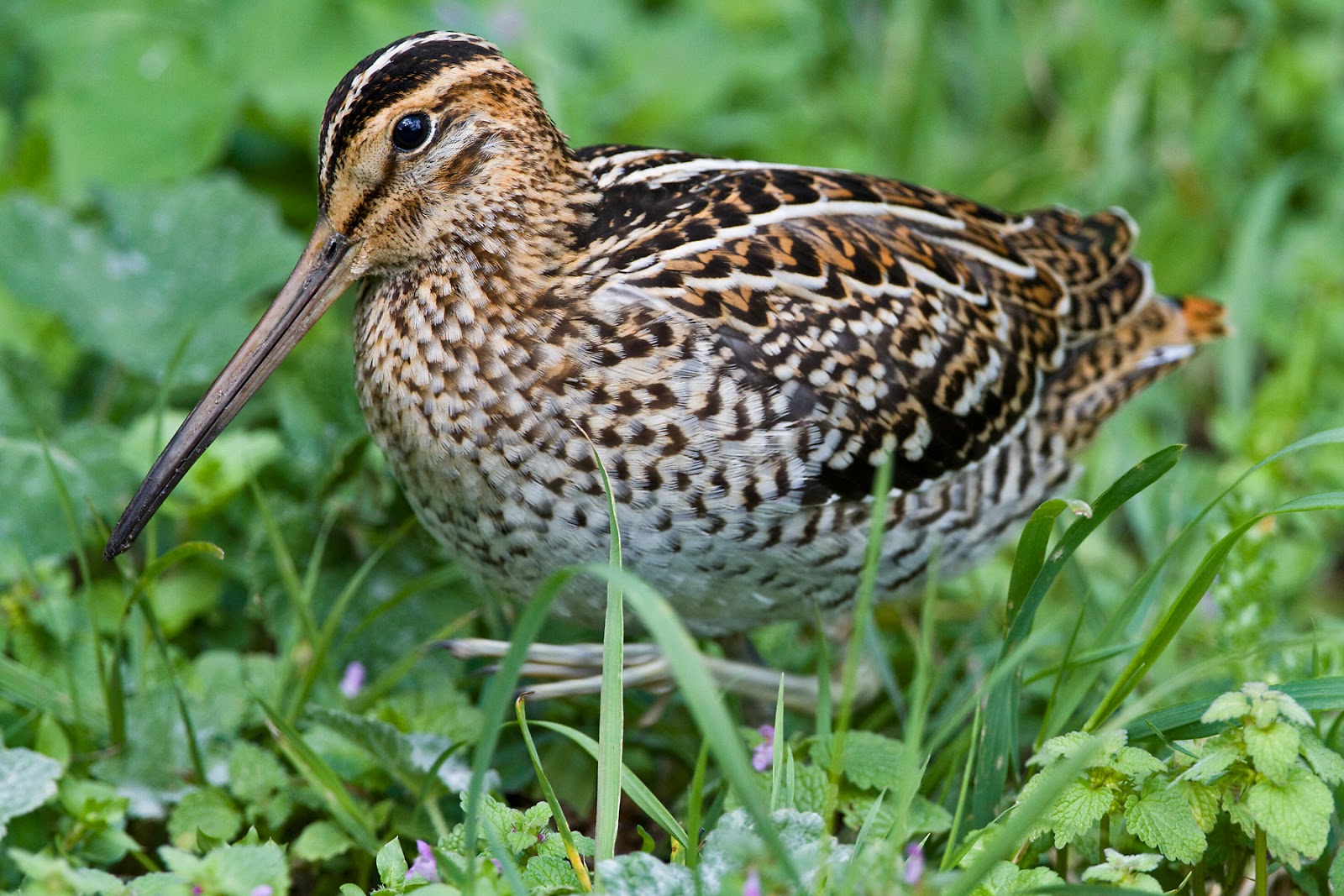 Snipe in the grass in search of hatchbacks