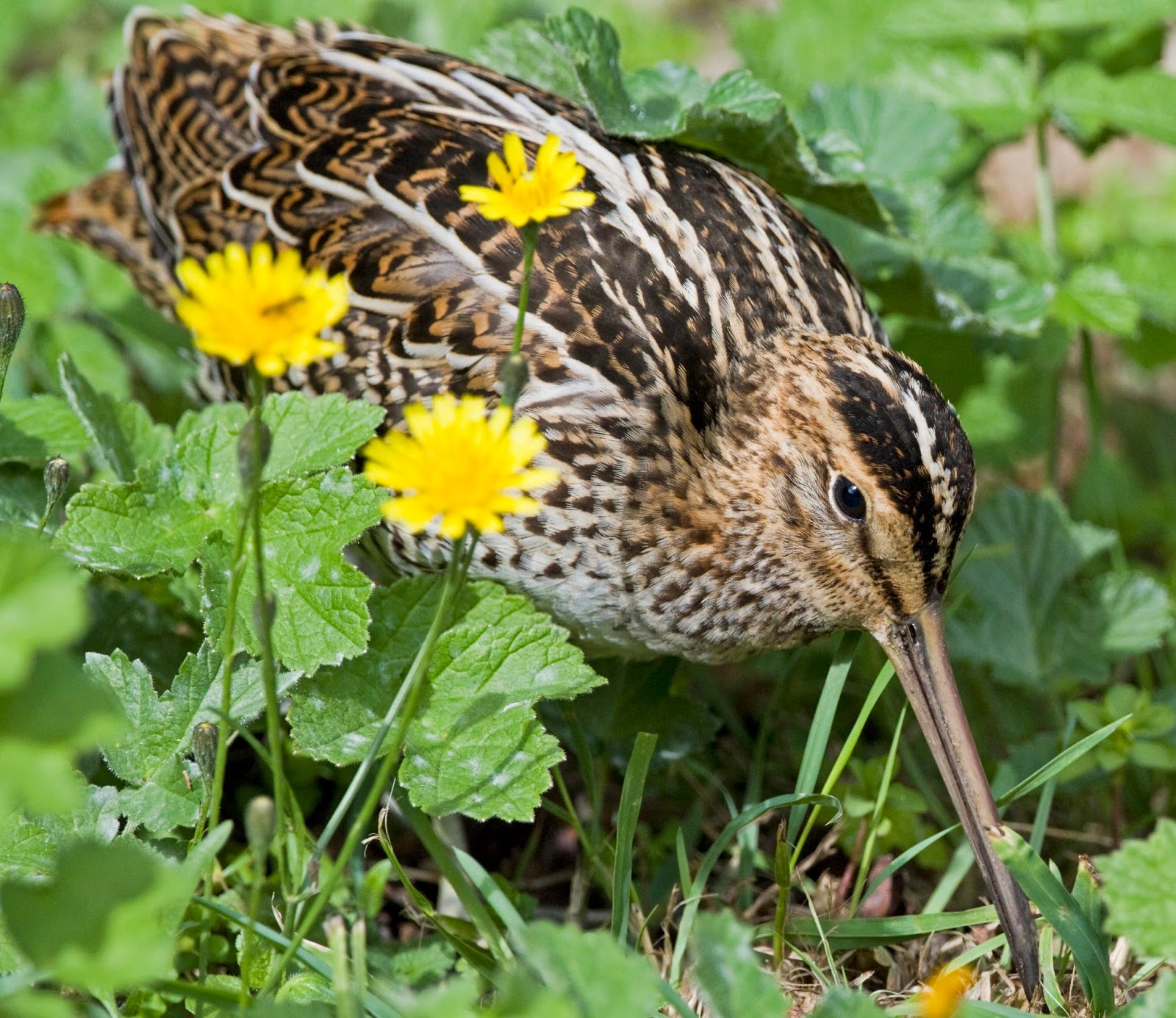 Snipe in the grass in search of hatchbacks