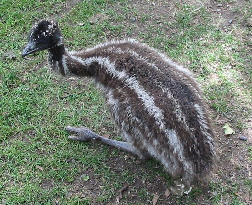 Chica emu
